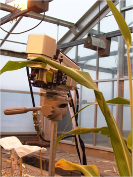 Photosynthesis in sorghum under non-stress, cold and drought stress