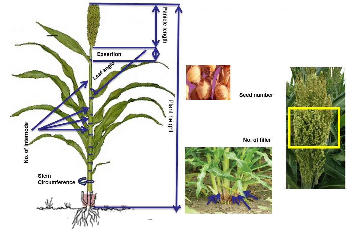 plant_architecture