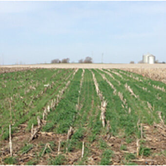 Cover Crops and Nitrogen Retention