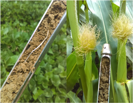 Root-water table interactions in corn-soybean systems