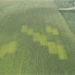 Aerial view of nitrogen test plots in a field