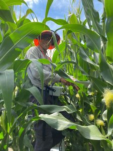 Ezequial almost invisible standing between two rows of corn