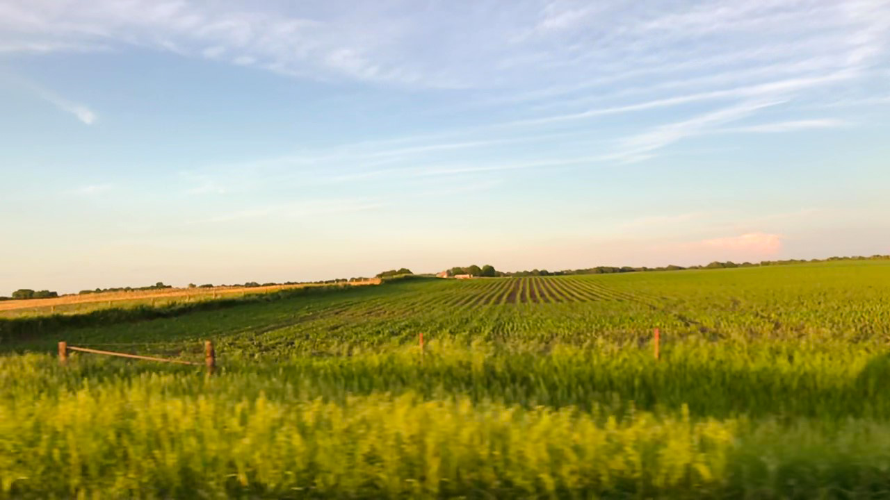 corn field at dusk