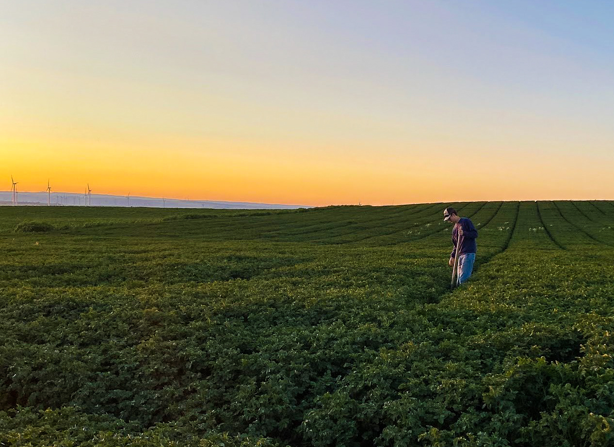 Kai in a potato field with a beautiful sunset behind him