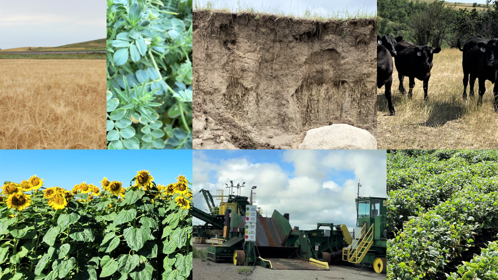 Collage of images from Field to Fork agronomy course, including crops, beef animals, soil profile, and machinery.