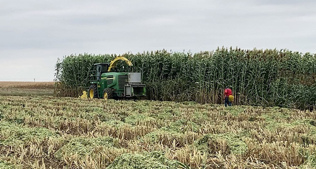 sorghum harvest