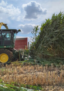 Biomass sorghum harvest. This year's sorghum grew to nearly 15' dwarfing our forage harvester.