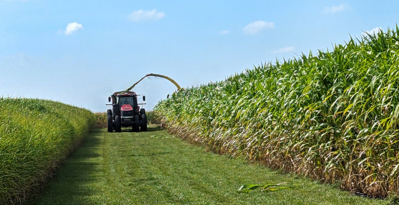 Sorghum was chopped using a forage harvester and new krone header. While Miscanthus (Left) is known for being a large warm-season grass, Sorghum is massive in comparison.