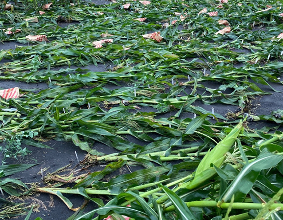 Corn flattened by a derecho in 2020.