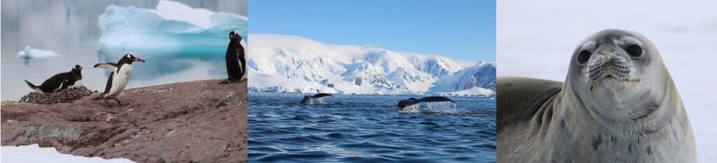 photos of wildlife from Antarctica: penguins, whales & a seal.