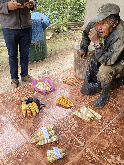 Porfirio Mejia shares the landraces he cultivates in Buena Vista. 