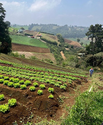 An organic farm in Costa Rica