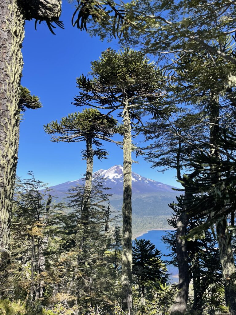 Monkey Puzzle Trees