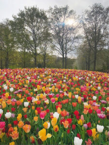 Tulip Festival in Amsterdam.